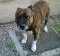 Harvey - Staffordshire Bull Terrier